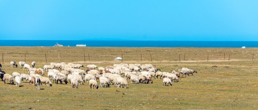 青海湖的羊群