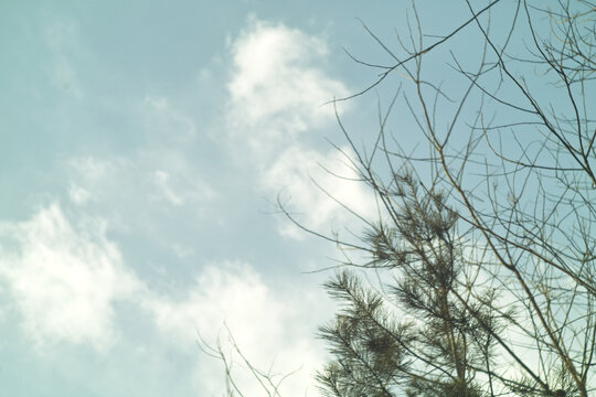 松树和蓝天