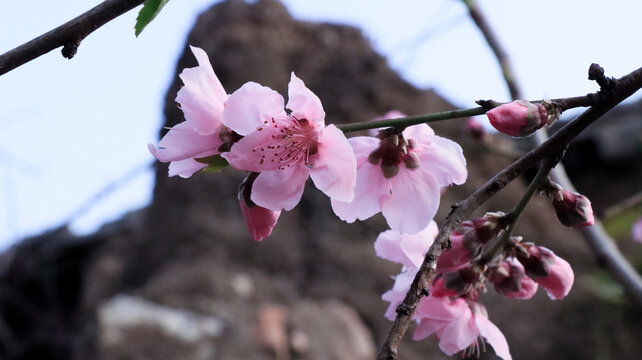 桃花