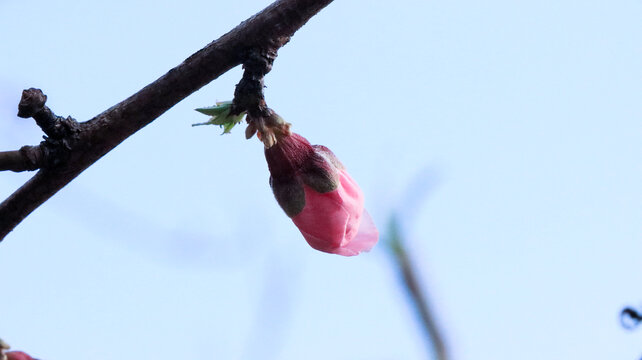 桃花