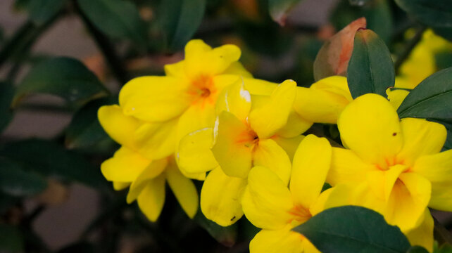 小黄花