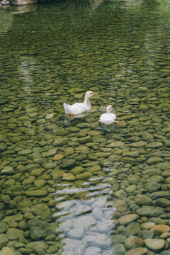 景观园林池塘野鸭