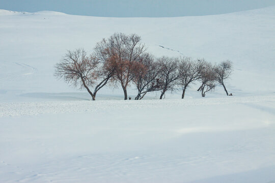 雪原雪地树林树丛