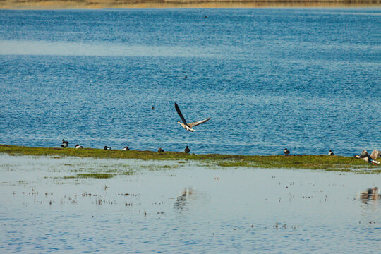 湿地候鸟水鸟