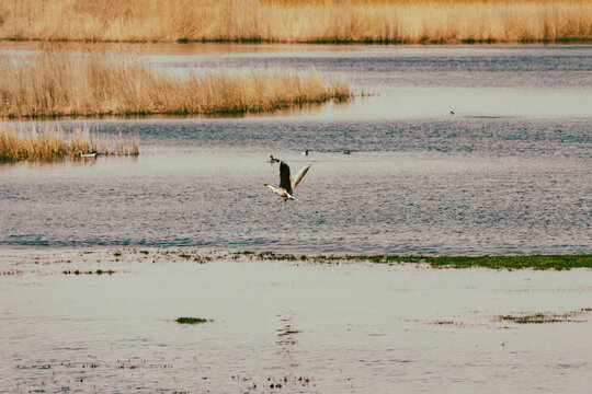生态湿地水鸟