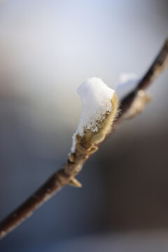 雪后的玉兰