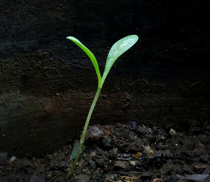 绿芽新芽