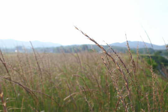 原野