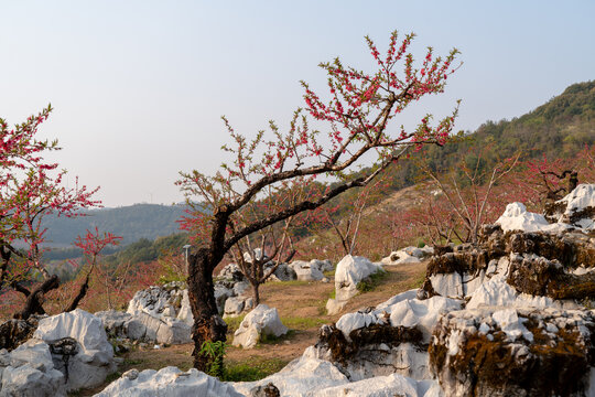 桃花园