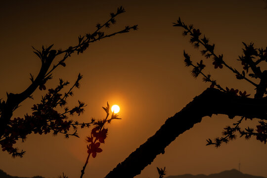 夕阳桃花