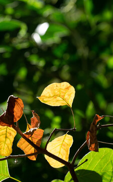 秋季树叶