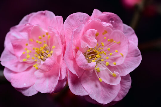 高清超清梅花素材