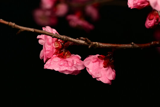 高清超清梅花素材