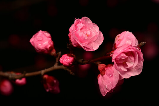 高清超清梅花素材