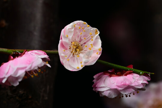 超清高清梅花素材