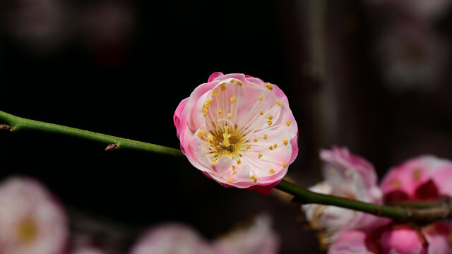 超清高清梅花素材