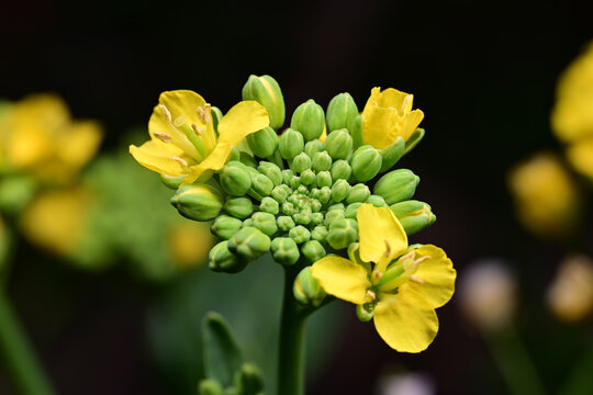 高清油菜花素材