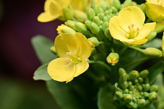 高清油菜花素材