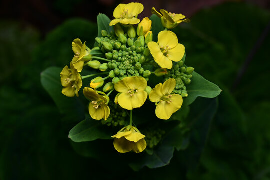 高清油菜花素材