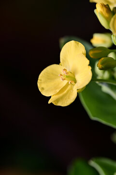 高清油菜花素材