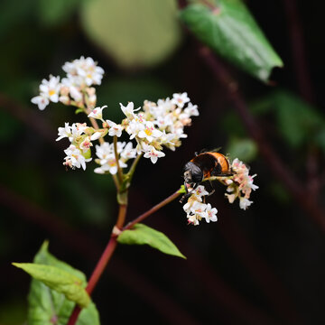 蜜蜂与花