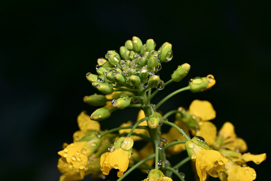 水珠油菜花素材