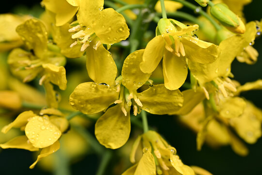 水珠油菜花素材