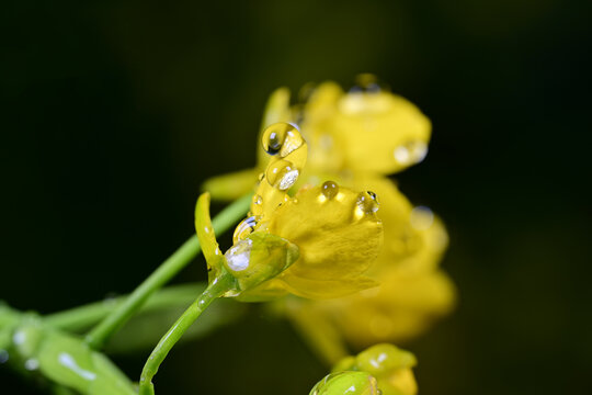 水珠油菜花素材