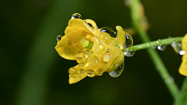 水珠油菜花素材