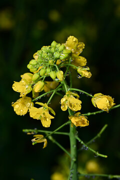 水珠油菜花素材