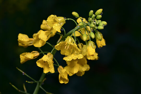 水珠油菜花素材