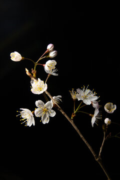 黑色背景下的樱桃花