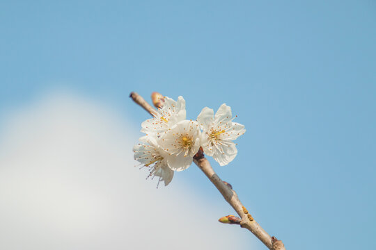 樱桃花特写