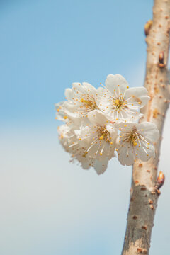 樱桃花特写