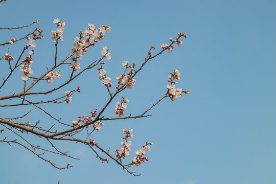 蓝天下的梅花开放特写