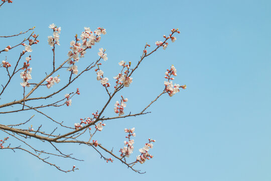 蓝天下的梅花开放特写