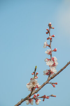 蓝天下的梅花开放特写