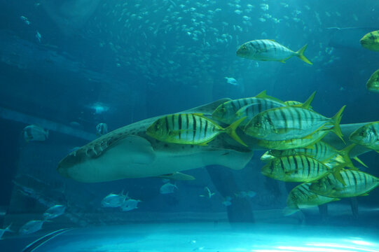 水族馆里的鱼