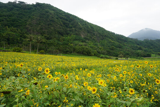 向日葵花田