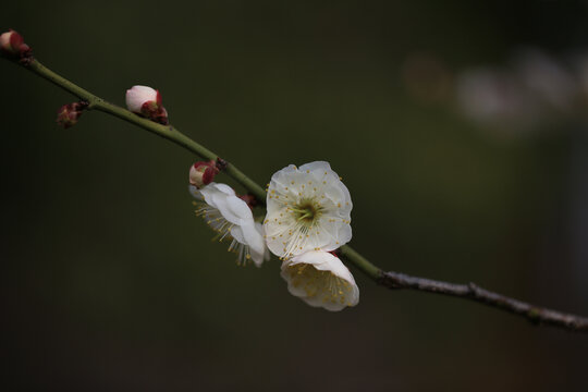 梅花