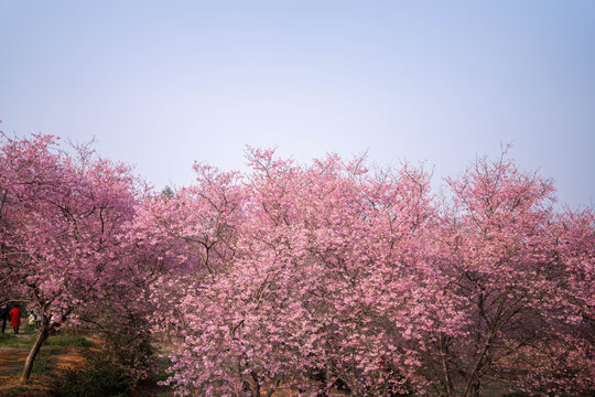 樱花开了