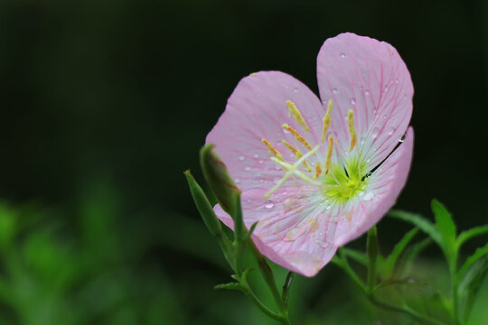 月见花