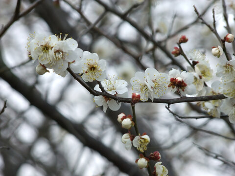 梅花