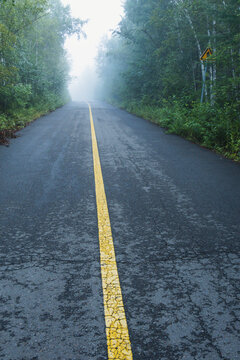 清晨树林公路