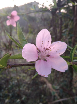 桃花开了