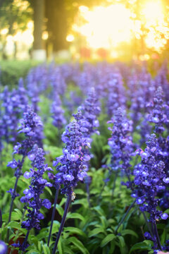夕阳紫色花丛