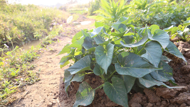 番薯叶山芋