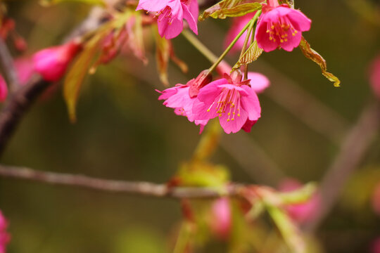 山樱花