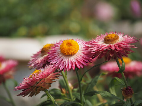 蜡菊