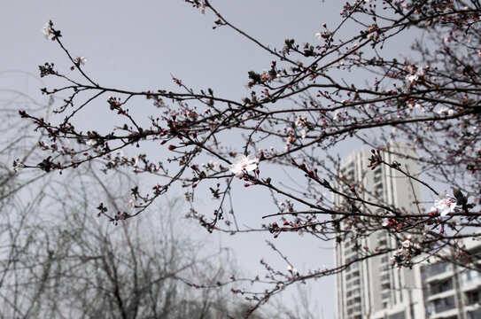 城市与挑花街景